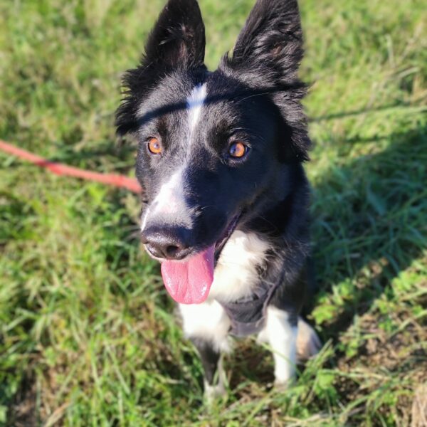 Ulka border collie