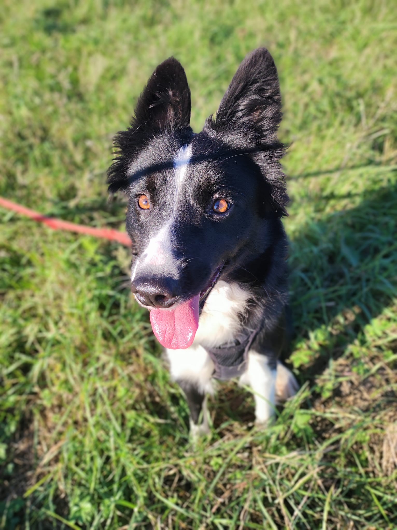 Lire la suite à propos de l’article Ulka border collie