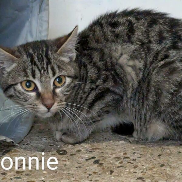 Bonnie 4 Mois